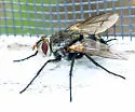 Microphthalma disjuncta - photo 2
