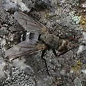 Microphthalma disjuncta - photo 3