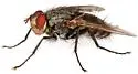 Microphthalma disjuncta - photo 4