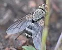 Microphthalma disjuncta - photo 5