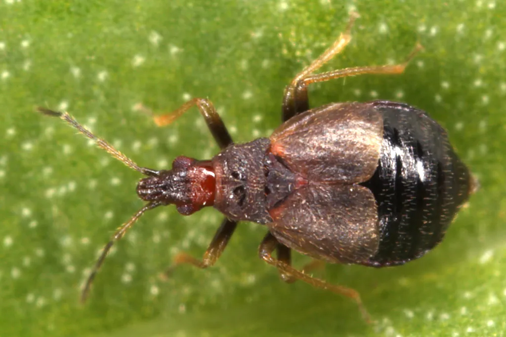 Minute Bladder Bugs - photo 2