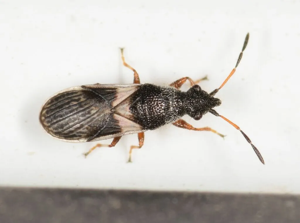 Microplax albofasciata - photo 2