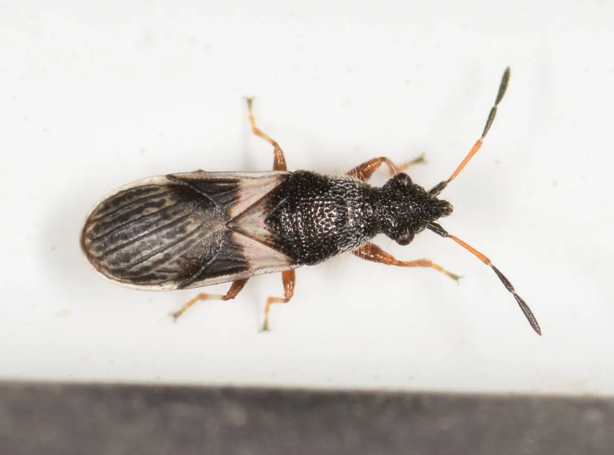 Microplax albofasciata - photo 3