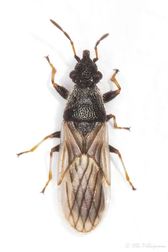 Microplax interrupta - photo 3