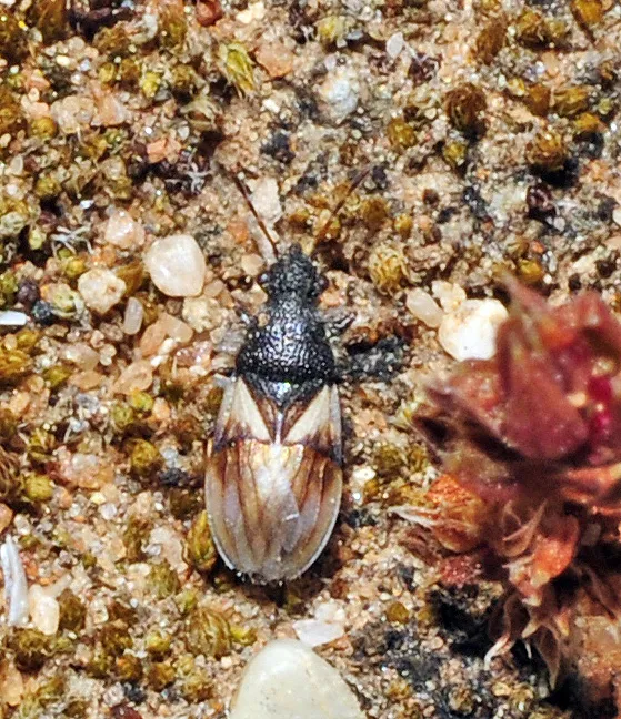 Microplax plagiata - photo 2