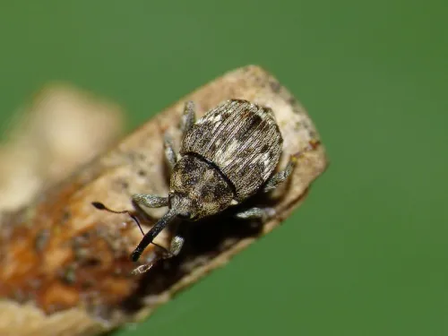Microplontus campestris
