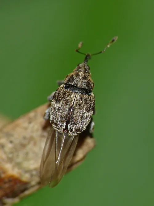 Microplontus campestris - photo 2