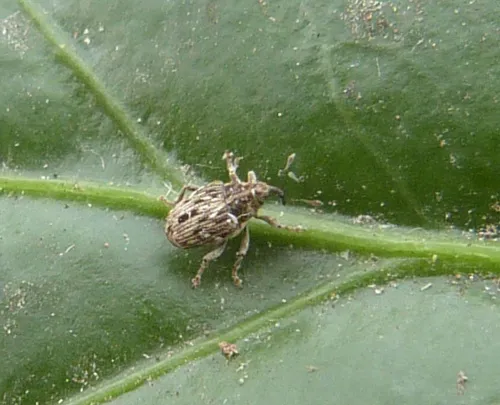 Microplontus campestris - photo 3