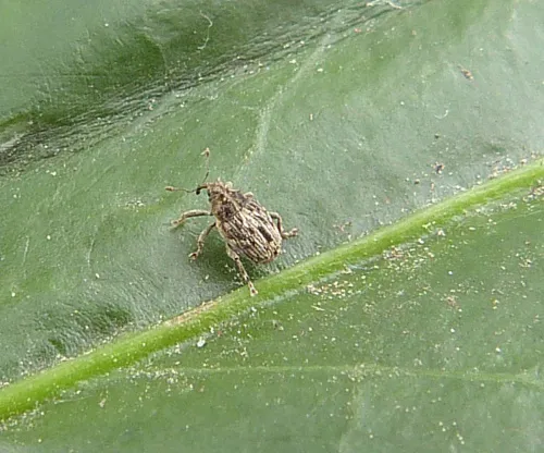Microplontus campestris - photo 4
