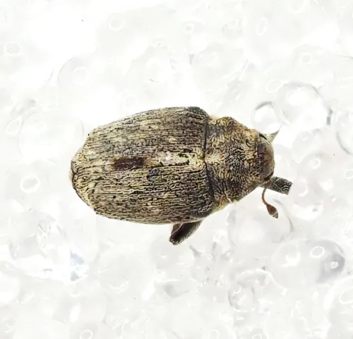 Microplontus melanostigma - Microplontus melanostigma