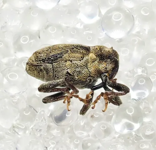 Microplontus melanostigma - photo 2