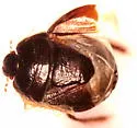 Microporus obliquus