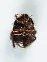 Microporus obliquus - photo 3