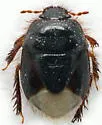 Microporus obliquus - photo 4