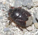 Microporus obliquus - photo 5