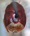 Microporus testudinatus