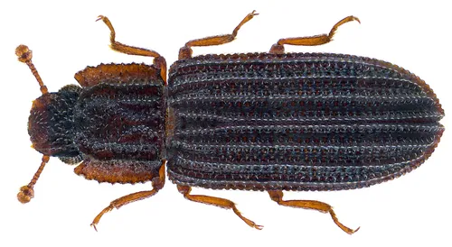 Microprius rufulus