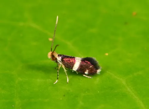 Mandibulate Archaic Moths - photo 2
