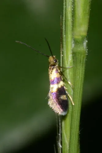 Micropterix aglaella