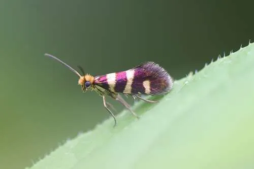 Micropterix allionella
