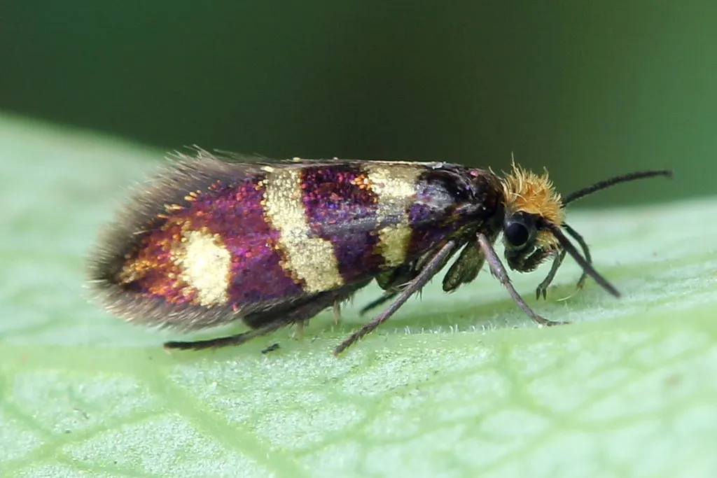 Micropterix aureatella - photo 2
