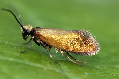 Micropterix calthella