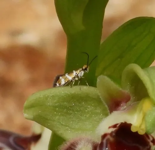 Micropterix cypriensis