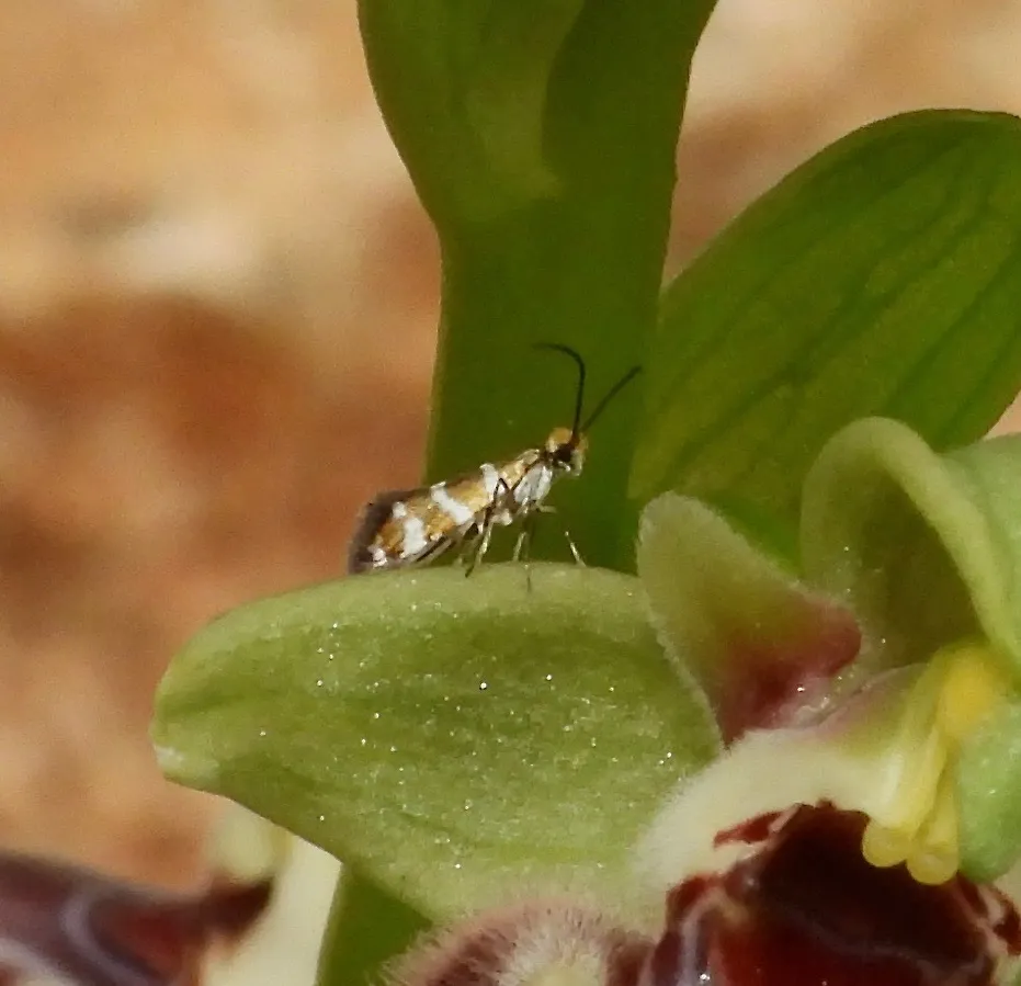 Micropterix cypriensis - photo 3