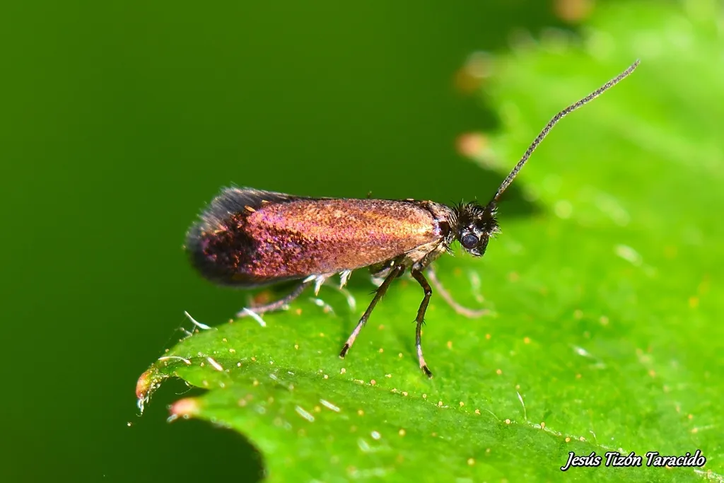 Micropterix herminiella
