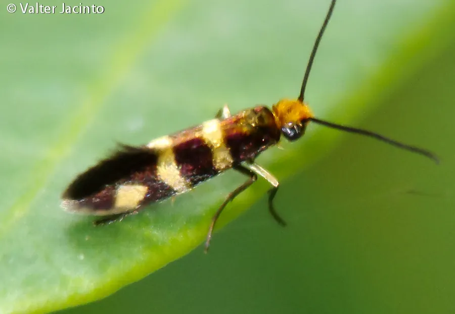 Micropterix ibericella - photo 3