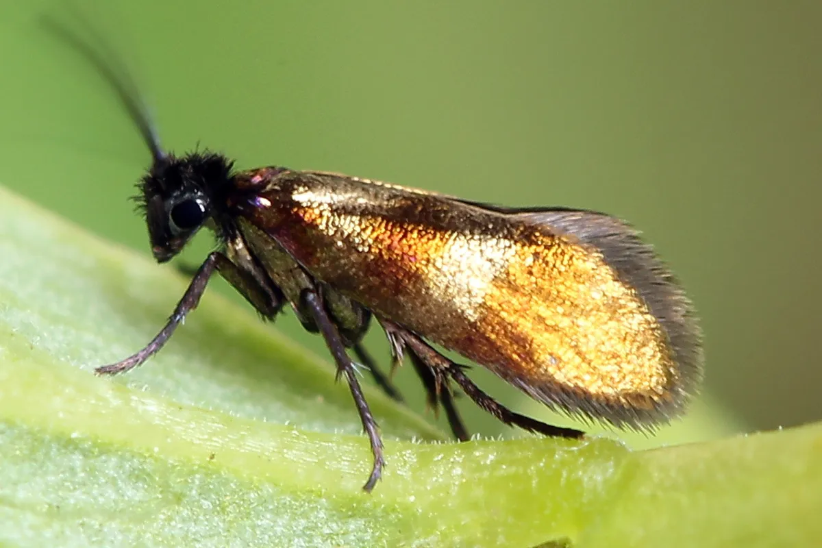 Micropterix mansuetella - photo 3
