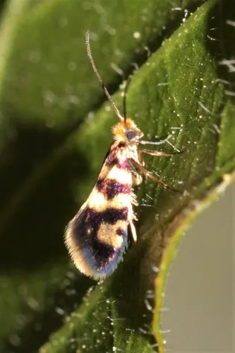 Micropterix rothenbachii