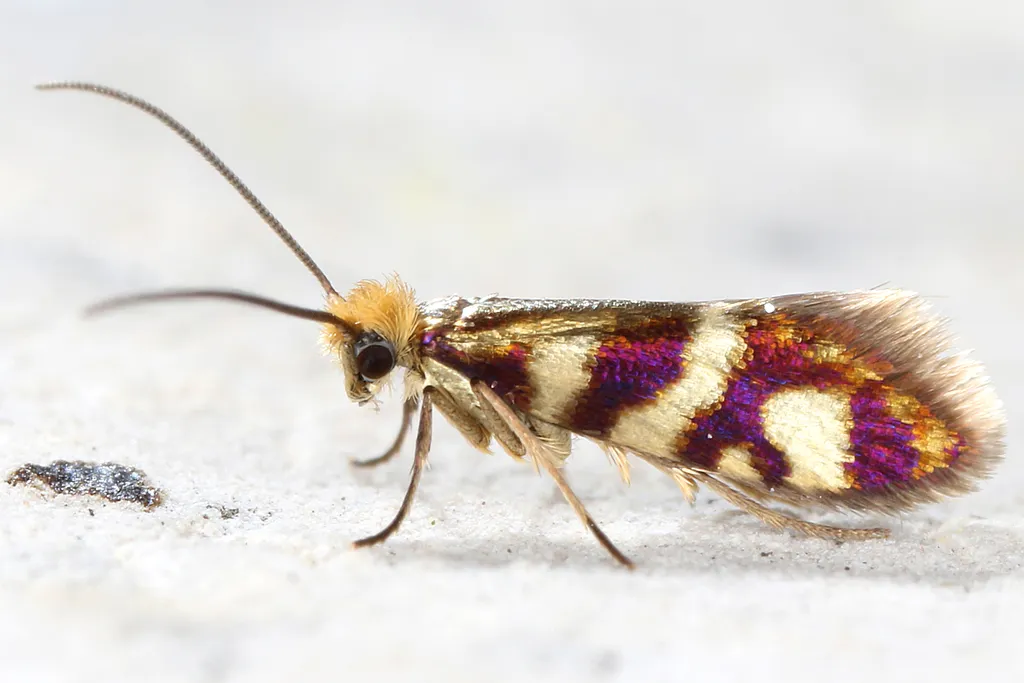 Micropterix schaefferi - photo 2