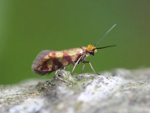 Micropterix tunbergella