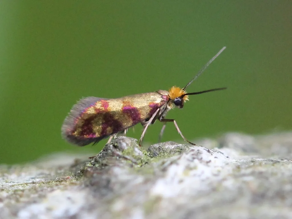 Micropterix tunbergella - photo 2