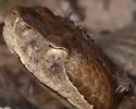 Micropygomyia vexator
