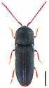Microrhagus audax - photo 2