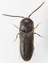 Microrhagus audax - photo 3