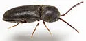 Microrhagus audax - photo 4
