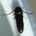 Microrhagus breviangularis