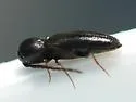 Microrhagus breviangularis - photo 2