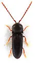 Microrhagus brunneus