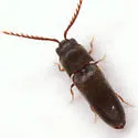 Microrhagus brunneus - photo 2