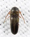 Microrhagus brunneus - photo 3