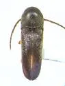 Microrhagus brunneus - photo 4