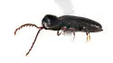 Microrhagus brunneus - photo 5