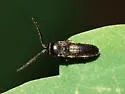 Microrhagus carinicollis