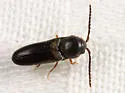 Microrhagus carinicollis - photo 2