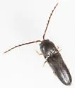 Microrhagus carinicollis - photo 3