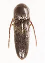 Microrhagus carinicollis - photo 4